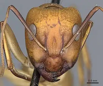 Camponotus turkestanus