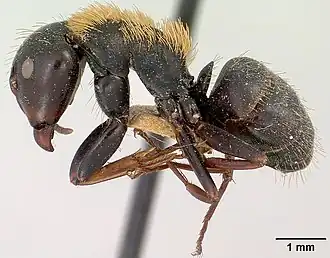 Camponotus ursus