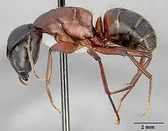 Camponotus vicinus