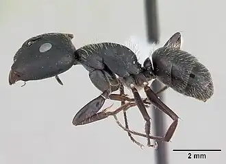Camponotus westermanni