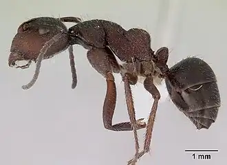 Camponotus whitei