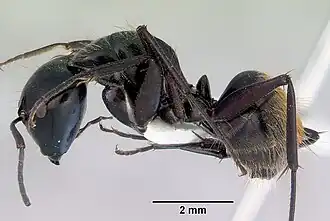 Camponotus xanthopilus