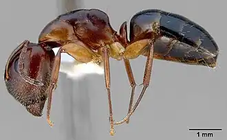 Camponotus yogi