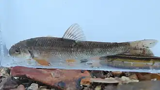 Campostoma oligolepis