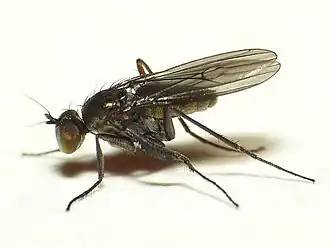 Campsicnemus scambus