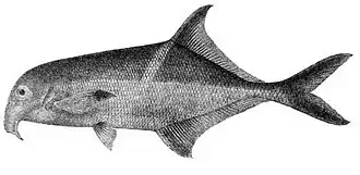 Campylomormyrus alces