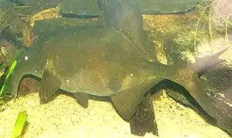 Campylomormyrus numenius