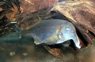 Campylomormyrus rhynchophorus