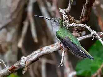 Grijsborstsabelvleugel