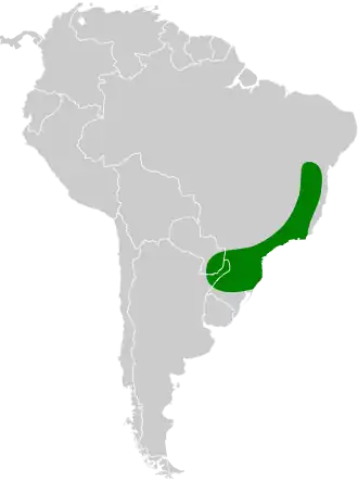 Zwartsnavelmuisspecht