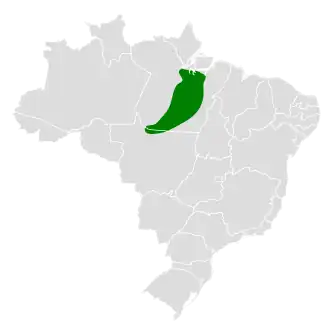 Xingukromsnavelmuisspecht