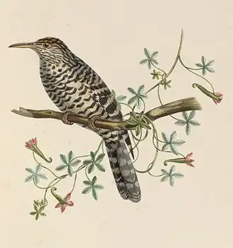 Grijsbandwinterkoning