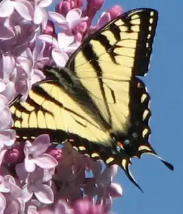 Papilio canadensis