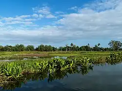Viha (Typhonodorum lindleyanum) langs de oever