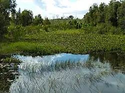 Een deken van waterhyacinten maakt het kanaal moeilijk bevaarbaar