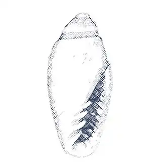 Canalispira olivellaeformis