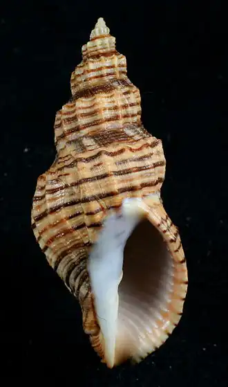 Cancellaria cooperii
