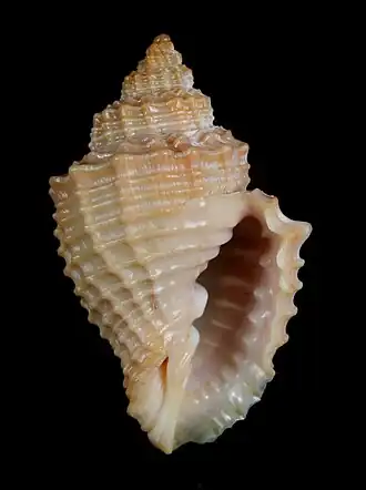 Cancellaria cremata