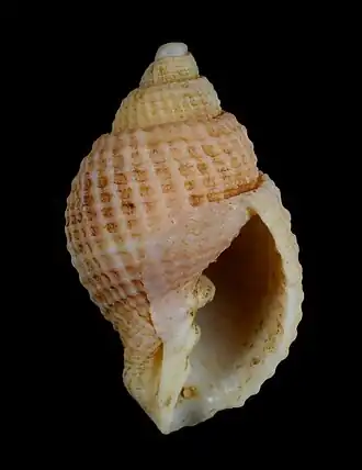 Cancellaria ventricosa
