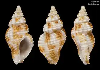 Cancellopollia ustulata