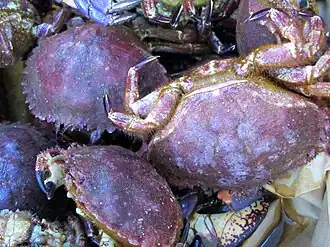 Metacarcinus edwardsii