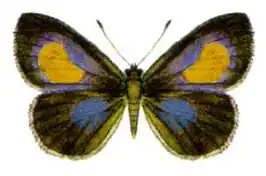 Candalides xanthospilos