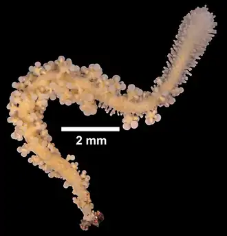 Candelabrum phrygium