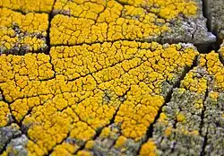 grove geelkorst (Candelariella vitellina)