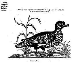 1. Cane de la guinee, L' histoire de la nature des oyseaux, Pierre Belon, Le Mans, 1555