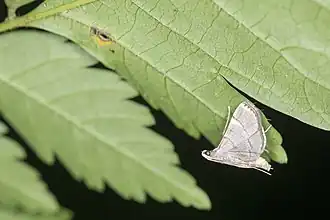 Cangetta hartoghialis