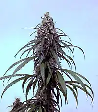Cannabis indica