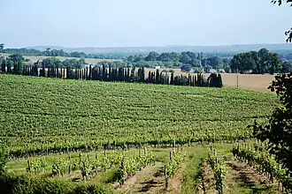 Wijngaarden bij Cannet