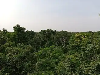 Tropisch bos: Forêt de la Lama