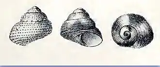 Cantharidella picturata