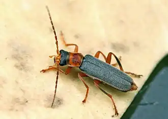 Cantharis lateralis