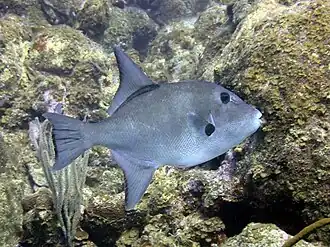 Canthidermis sufflamen