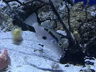 Canthigaster inframacula