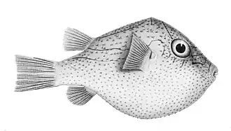 Canthigaster investigatoris
