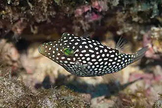 Canthigaster jactator