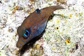 Canthigaster pygmaea