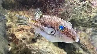 Canthigaster rivulata
