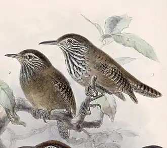 Streepborstwinterkoning