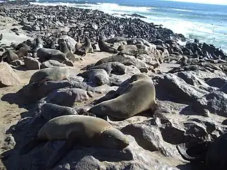 Kaapse pelsrobben op Kaap Kruis