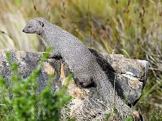 Herpestes pulverulentus