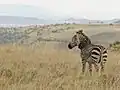 Een Kaapse bergzebra