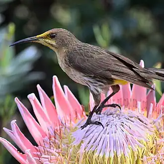 Kaapse suikervogel