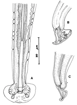 Staarteind van mannelijke Capillaria alcoveri