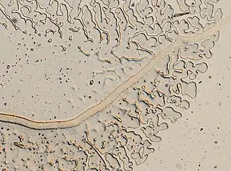 Capillaria feliscati