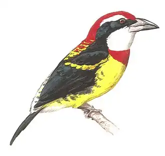 Roodbandbaardvogel