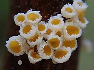 Tweekleurig franjekelkje